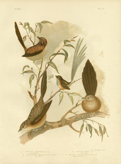 Striated Wren by Gracius Broinowski